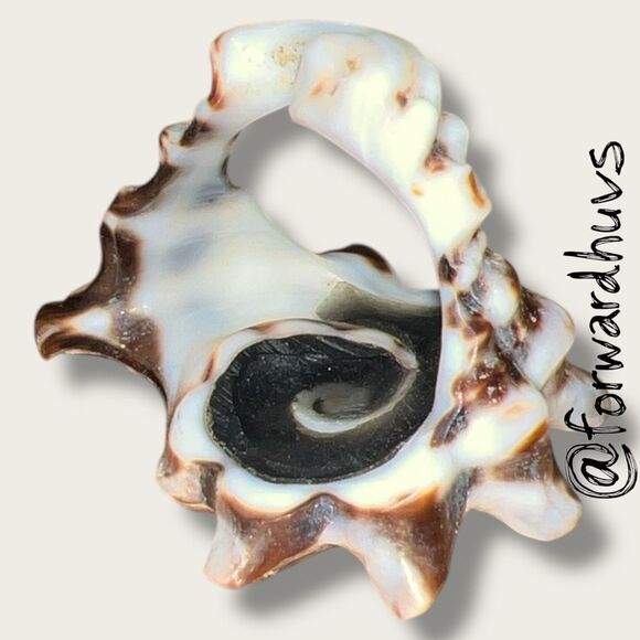 Natural Seashell Statement Ring – Size 6.5 Spiral Sunburst Design - Picture 5 of 9